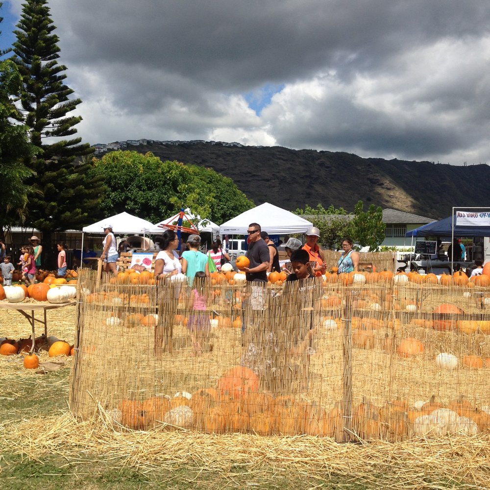 Pumpkin Patch Pumpkin Patch