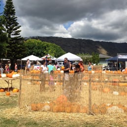 Pumpkin Patch Pumpkin Patch