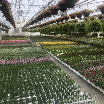 Cedar Lane Greenhouse - Spring annuals growing in early April - Nurseries & Gardening Near Me - Blackburn, Missouri Cedar Lane Greenhouse - Spring annuals growing in early April - Nurseries & Gardening Near Me - Blackburn, Missouri