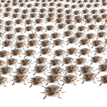 Viking Pest Control - Its that time again when those lovely smelly stink bugs start making their way into your home...POWER SPRAY YOUR HOME! - Pest Control Near Me - Collegeville, Pennsylvania Viking Pest Control - Its that time again when those lovely smelly stink bugs start making their way into your home...POWER SPRAY YOUR HOME! - Pest Control Near Me - Collegeville, Pennsylvania