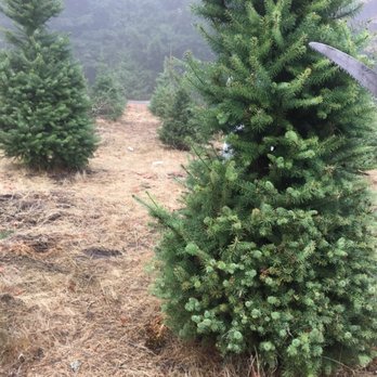 McKenzie Ranch - So many to choose from! - Christmas Trees Near Me - Los Gatos, California McKenzie Ranch - So many to choose from! - Christmas Trees Near Me - Los Gatos, California