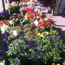 Blumen Lina & Layla