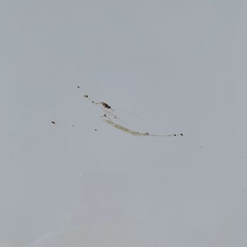 Progressive Car Care - Bird poop still on my car - Car Wash Near Me - Totowa, New Jersey