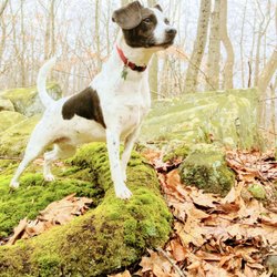 Dogs 'N Motion - A Jack Russell points standing on a mossy root on his daily dog walk.