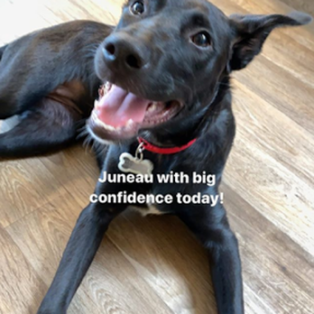 Dog Therapy - Snapped from their Instagram - Pet Training Near Me - Waltham, Massachusetts Dog Therapy - Snapped from their Instagram - Pet Training Near Me - Waltham, Massachusetts