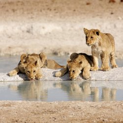Great Safaris
