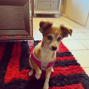 Tailwaggers - Dog - Pet Groomers Near Me - Las Vegas, Nevada