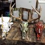 Photo of New Creations Taxidermy