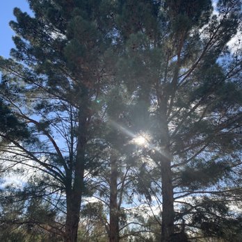 Mason's Treescape - Before - Tree Services Near Me - Hesperia, California Mason's Treescape - Before - Tree Services Near Me - Hesperia, California