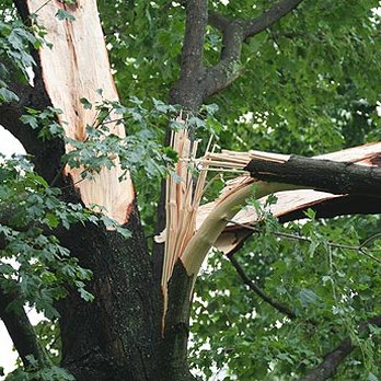 D&D Landscaping - a tree that has fallen down - Landscaping Near Me - North, South Carolina D&D Landscaping - a tree that has fallen down - Landscaping Near Me - North, South Carolina