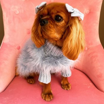 World Class Cavaliers - Pet Breeders Near Me - Miami, Florida