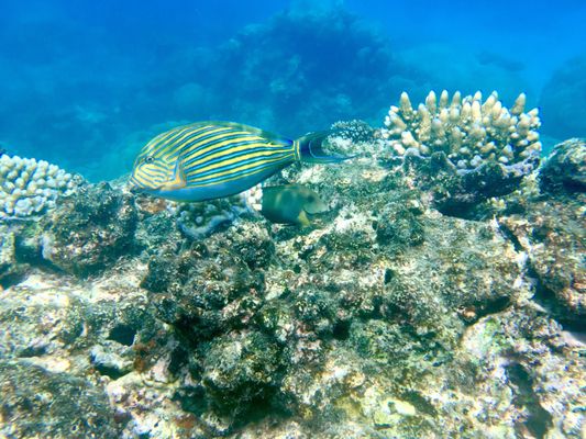 Passions of Paradise - Great Barrier Reef Tours Cairns by null