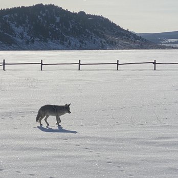 Teton Wild - Coyote - Tours Near Me - Jackson, Wyoming