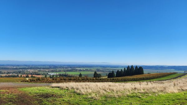 Cristom Vineyards by null