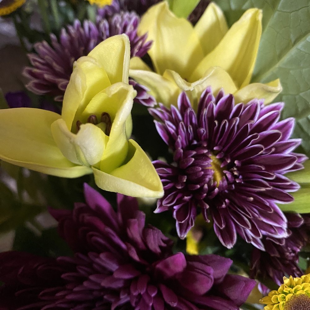 Giant Eagle Flowers Erie Pa Best Flower Site