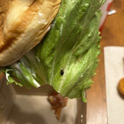 A dead fly that was folded up in the lettuce.