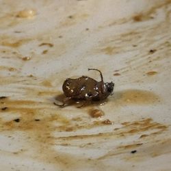 Shogun Japanese Steakhouse - Mr. Beetle