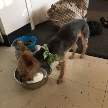 Happy Tails - Pet Groomers Near Me - Chicago, Illinois Happy Tails - Pet Groomers Near Me - Chicago, Illinois