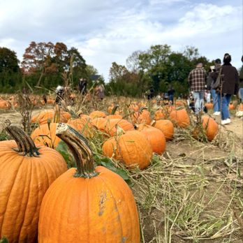 Conklin Farm U-Pick - Pick Your Own Pumpkins - Pumpkin Patches Near Me - Montville, New Jersey