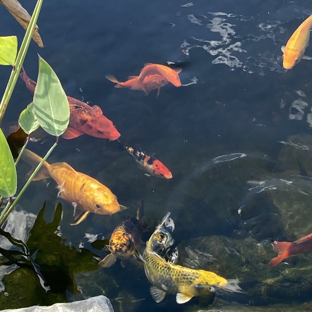 Four Town Farm - Koi - Fruits & Veggies Near Me - Seekonk, Massachusetts