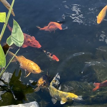 Four Town Farm - Koi - Fruits & Veggies Near Me - Seekonk, Massachusetts Four Town Farm - Koi - Fruits & Veggies Near Me - Seekonk, Massachusetts