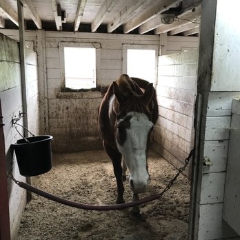 Cougar Mountain Stables - Stall guards are useful - Horseback Riding Near Me - Renton, Washington Cougar Mountain Stables - Stall guards are useful - Horseback Riding Near Me - Renton, Washington