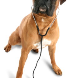 Milwaukee Animal Hospital