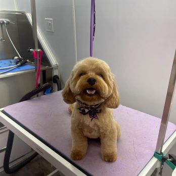 Diamond Dogs Mobile Pet Spa - After - Pet Groomers Near Me