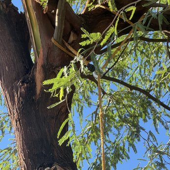 Mccormick Residential Roofing - Rope hanging from tree. - Roofing Near Me - Las Vegas, Nevada