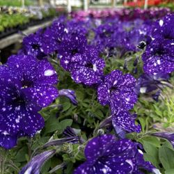 Janousek Florist & Greenhouse