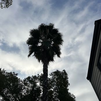 Tree Care Solano - Tree Services Near Me Tree Care Solano - Tree Services Near Me