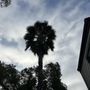 Photo of Tree Care Solano