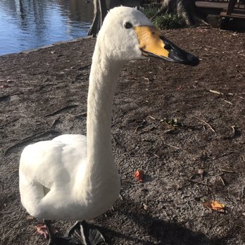 Lake Eola Park - Parks Near Me - Orlando, Florida