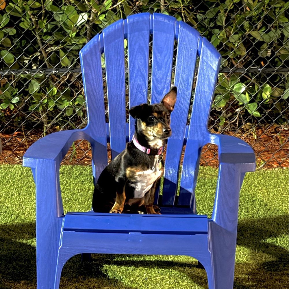 Barkyard n' Brews - Tito - Dog Parks Near Me - Fort Lauderdale, Florida Barkyard n' Brews - Tito - Dog Parks Near Me - Fort Lauderdale, Florida