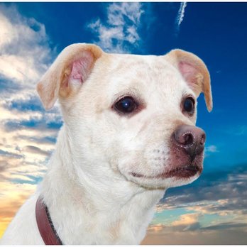 Dominant Dogs Training - Pet Training Near Me Dominant Dogs Training - Pet Training Near Me
