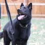 Photo of Eisern K9s