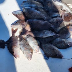 Hookin It Charters and Tours