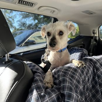 Walking Wet Noses - Another happy visitor headed home to see his humans! - Dog Walkers Near Me Walking Wet Noses - Another happy visitor headed home to see his humans! - Dog Walkers Near Me
