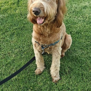 Raining Cats & Dogs - Pet Stores Near Me - Escondido, California Raining Cats & Dogs - Pet Stores Near Me - Escondido, California