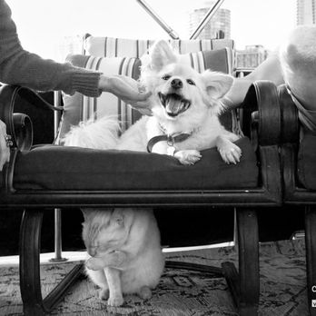 Cassie Burke Photographer - Pet Photography Near Me Cassie Burke Photographer - Pet Photography Near Me