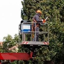 Timberjack Tree Service