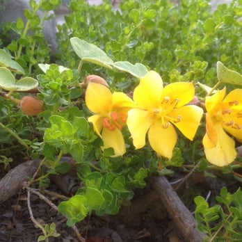 Matilija Nursery - This Fremontodendron is the lying down kind. Taken in March. - Nurseries & Gardening Near Me - Moorpark, California Matilija Nursery - This Fremontodendron is the lying down kind. Taken in March. - Nurseries & Gardening Near Me - Moorpark, California