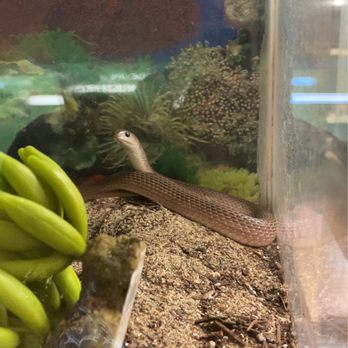Pets-A-Plenty - Reptile Shops Near Me - Hockley, Texas Pets-A-Plenty - Reptile Shops Near Me - Hockley, Texas