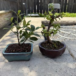 Maruyama Bonsai Nursery - Ficus on the left and Dwarf Jade on the right.