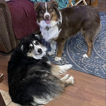 Petco - My fully task trained service dog, Sophie, and my service dog in training, Finny. - Pet Stores Near Me - Tucson, Arizona Petco - My fully task trained service dog, Sophie, and my service dog in training, Finny. - Pet Stores Near Me - Tucson, Arizona