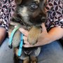 Photo of Schutzhaus German Shepherds