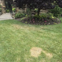 Burned grass from the person apply the solution laying his sprayer on the grass.