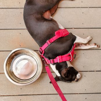 Sanitas Brewing Company - My tired girl on the dog friendly patio! - Breweries Near Me - Boulder, Colorado