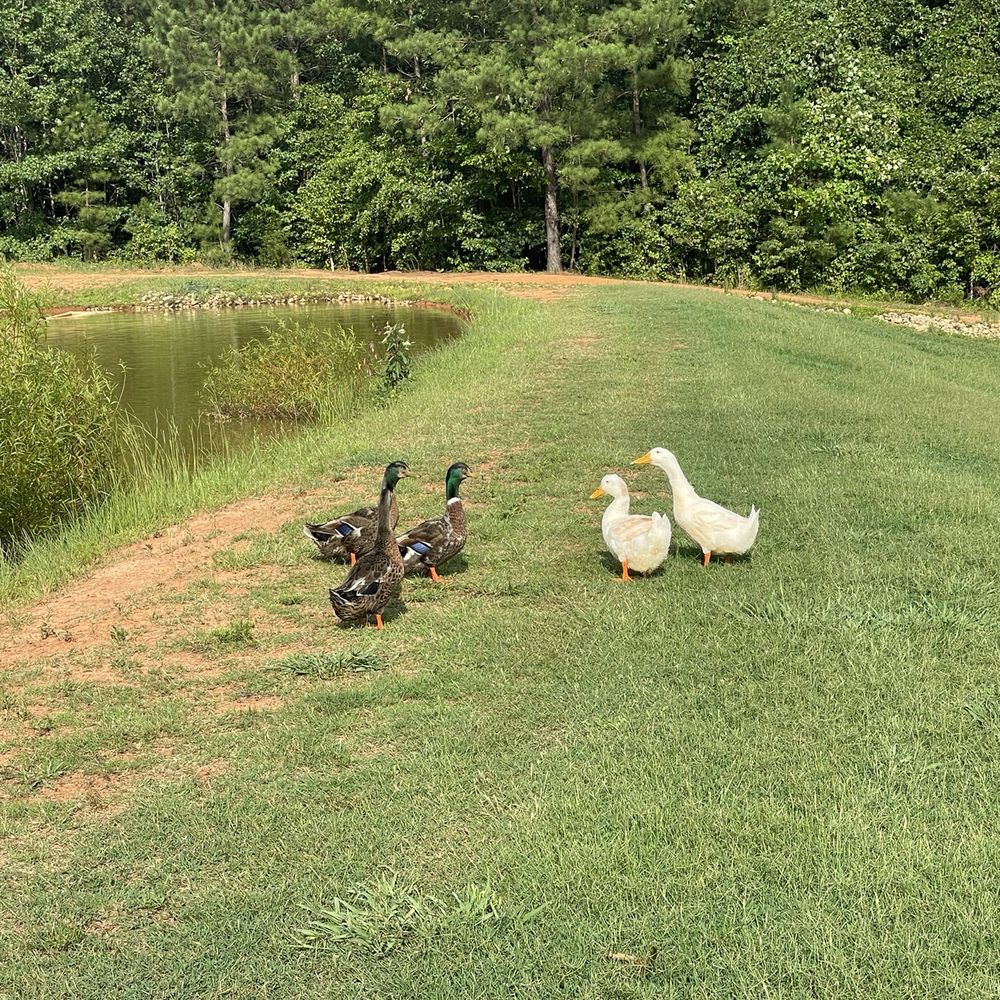 Spacious Skies Campgrounds - Peach Haven - RV Parks Near Me - Gaffney, South Carolina Spacious Skies Campgrounds - Peach Haven - RV Parks Near Me - Gaffney, South Carolina