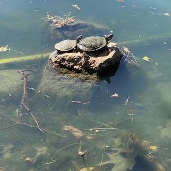 Tewinkle Park - Tons of turtles  and squirrels - Parks Near Me - Costa Mesa, California